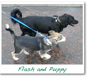 Flash and Puppy out for a walk